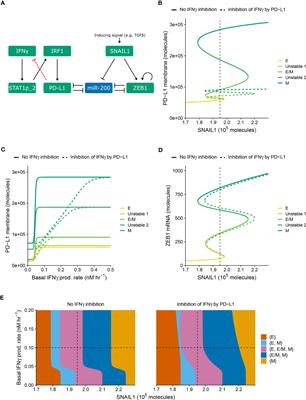 Tumor-mediated immunosuppression and cytokine spreading affects the relation between EMT and PD-L1 status